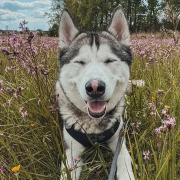 Pes Koda