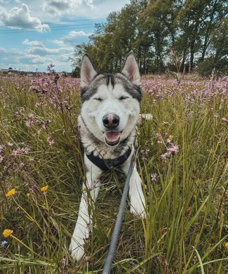 Pes Koda